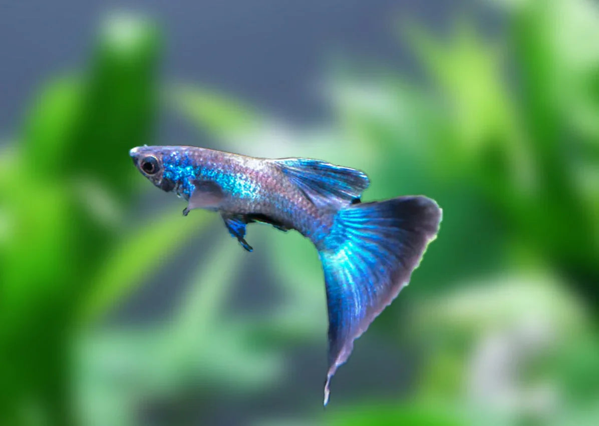 Blue Moscow Male Guppy