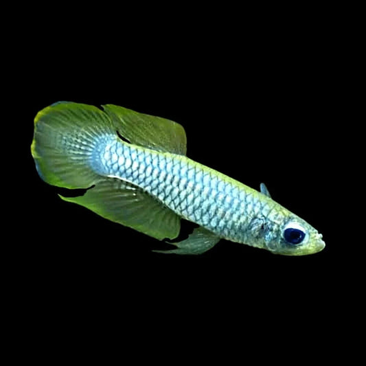 Normani Lampeye Killifish