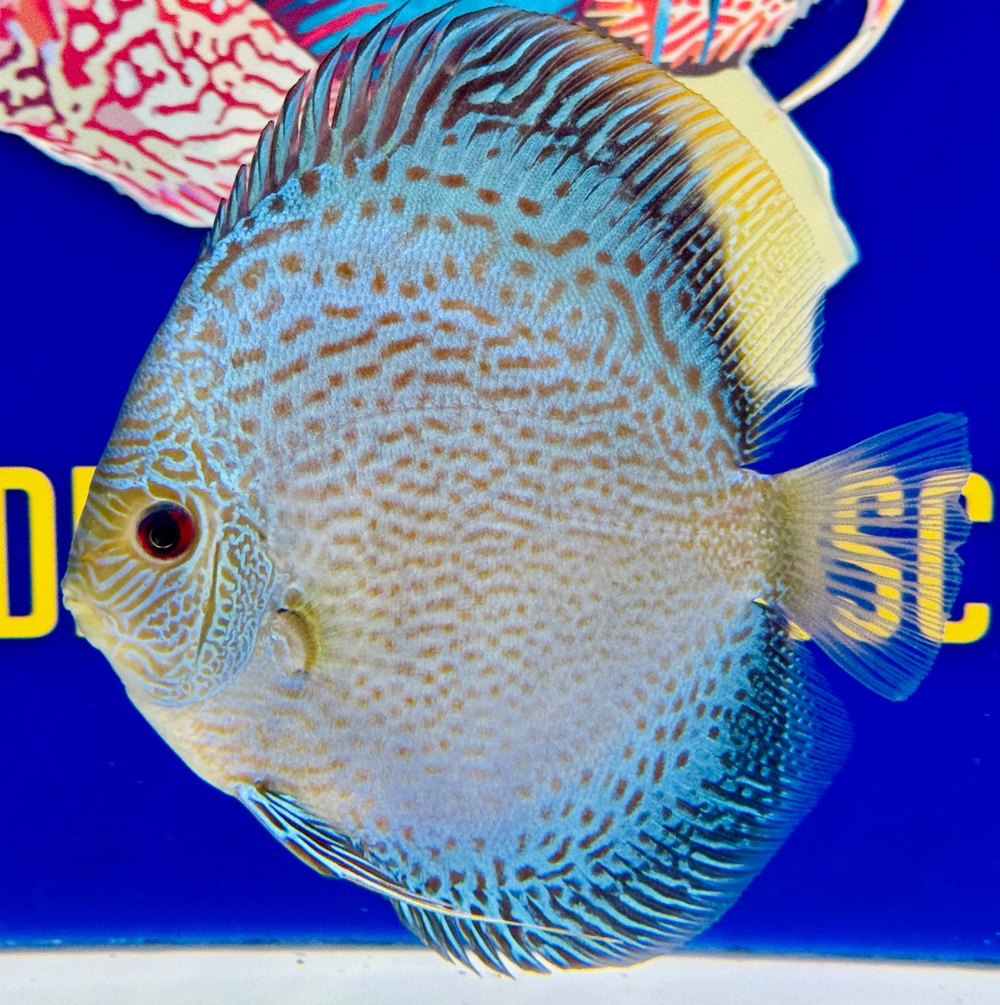 Blue Snakeskin Discus 5-5.5"