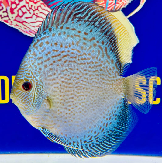 Blue Snakeskin Discus 5-5.5"
