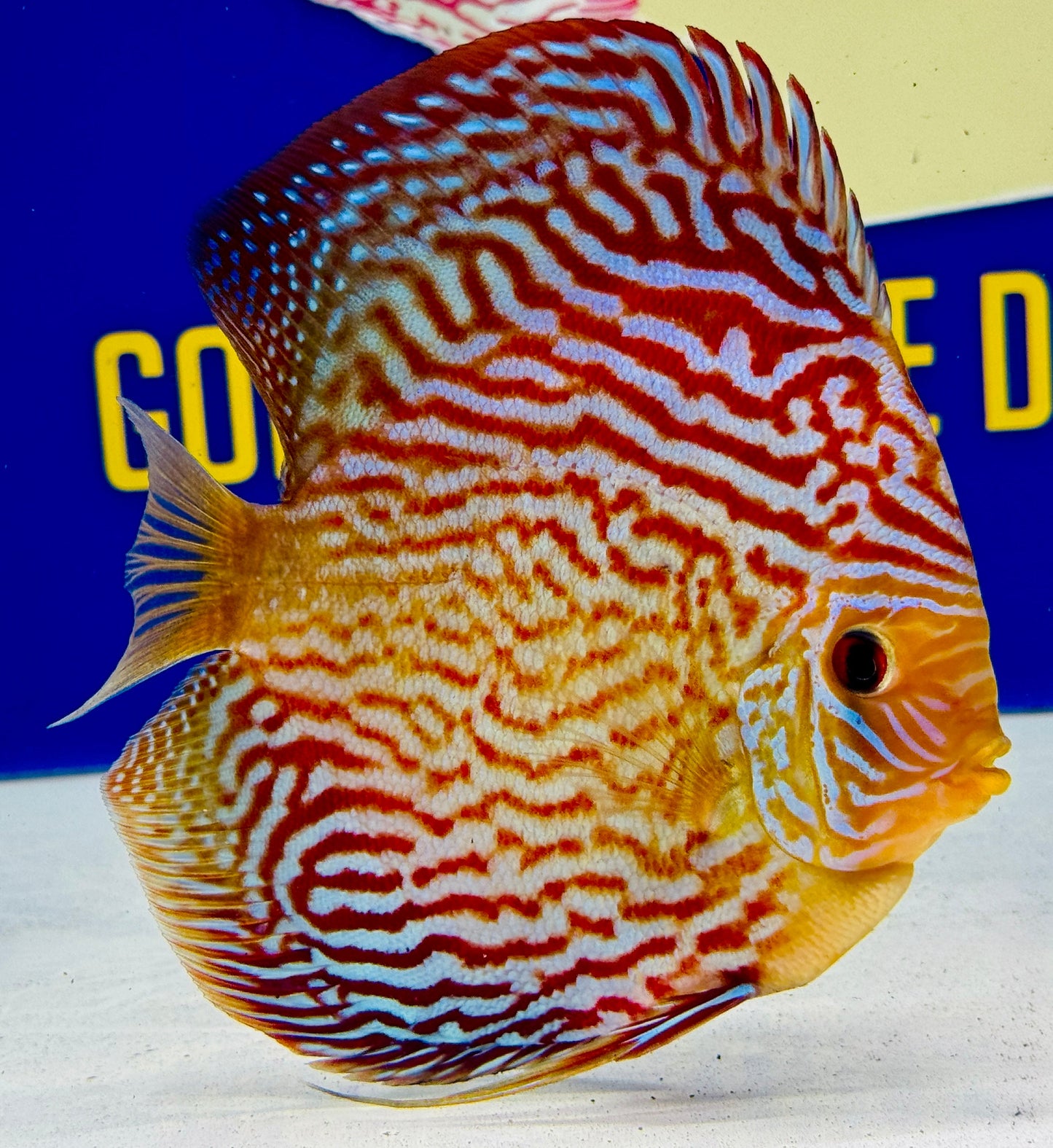 Altum Carnation Discus 5-5.5"