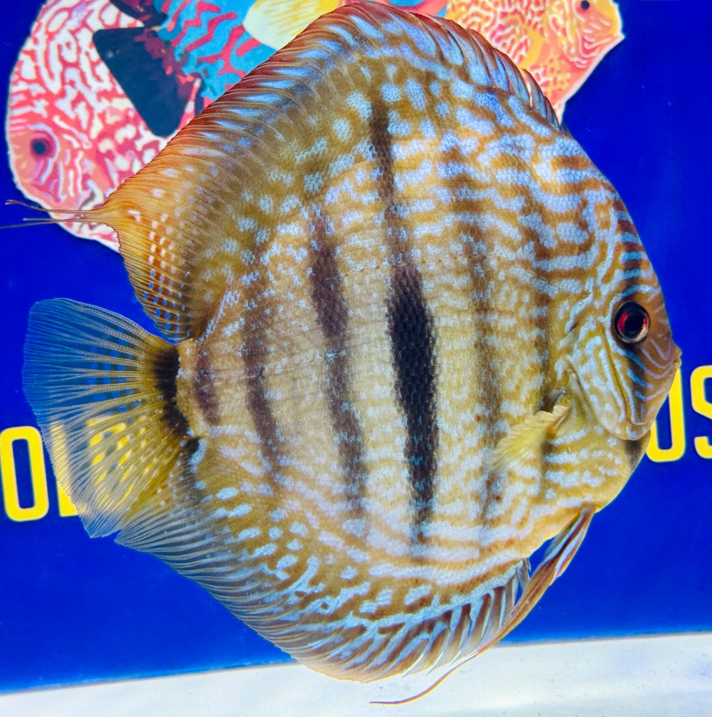 Royal Turquoise Heckel Cross Extra Jumbo Premium discus 7-8"