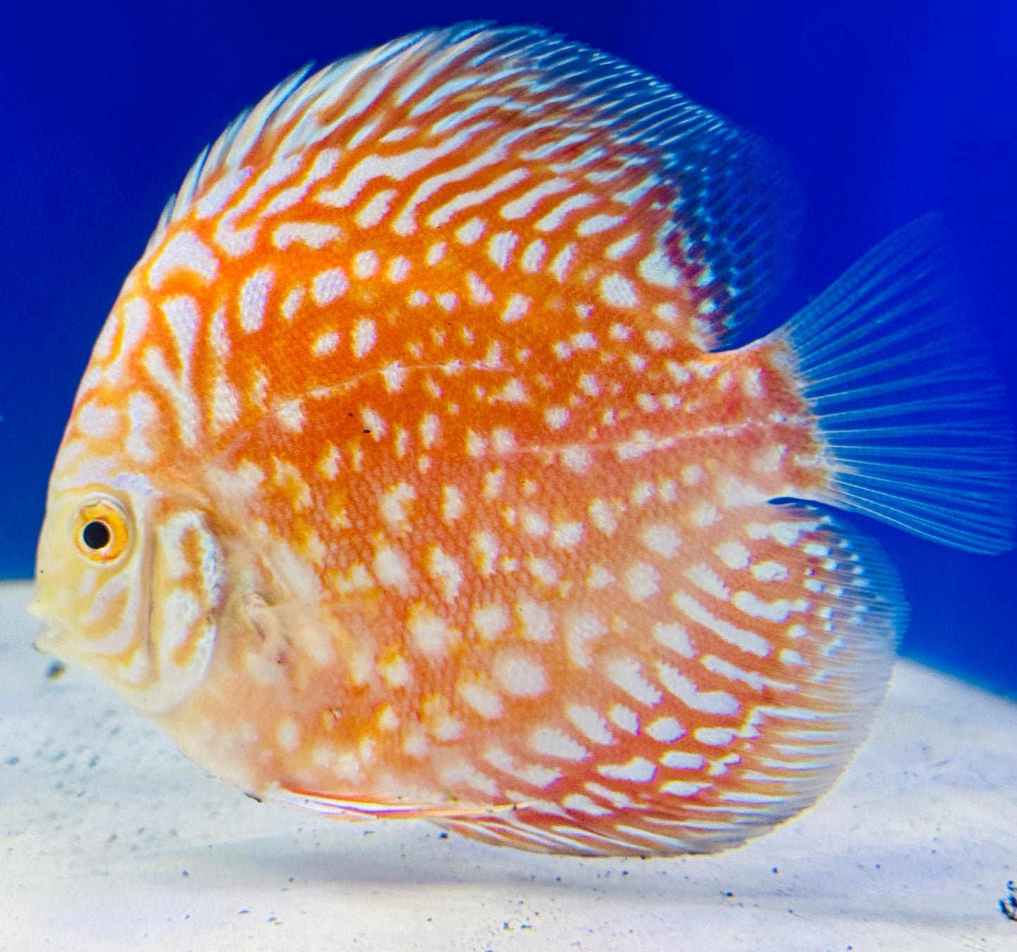 White Pigeon Checkerboard Discus 4-4.5"