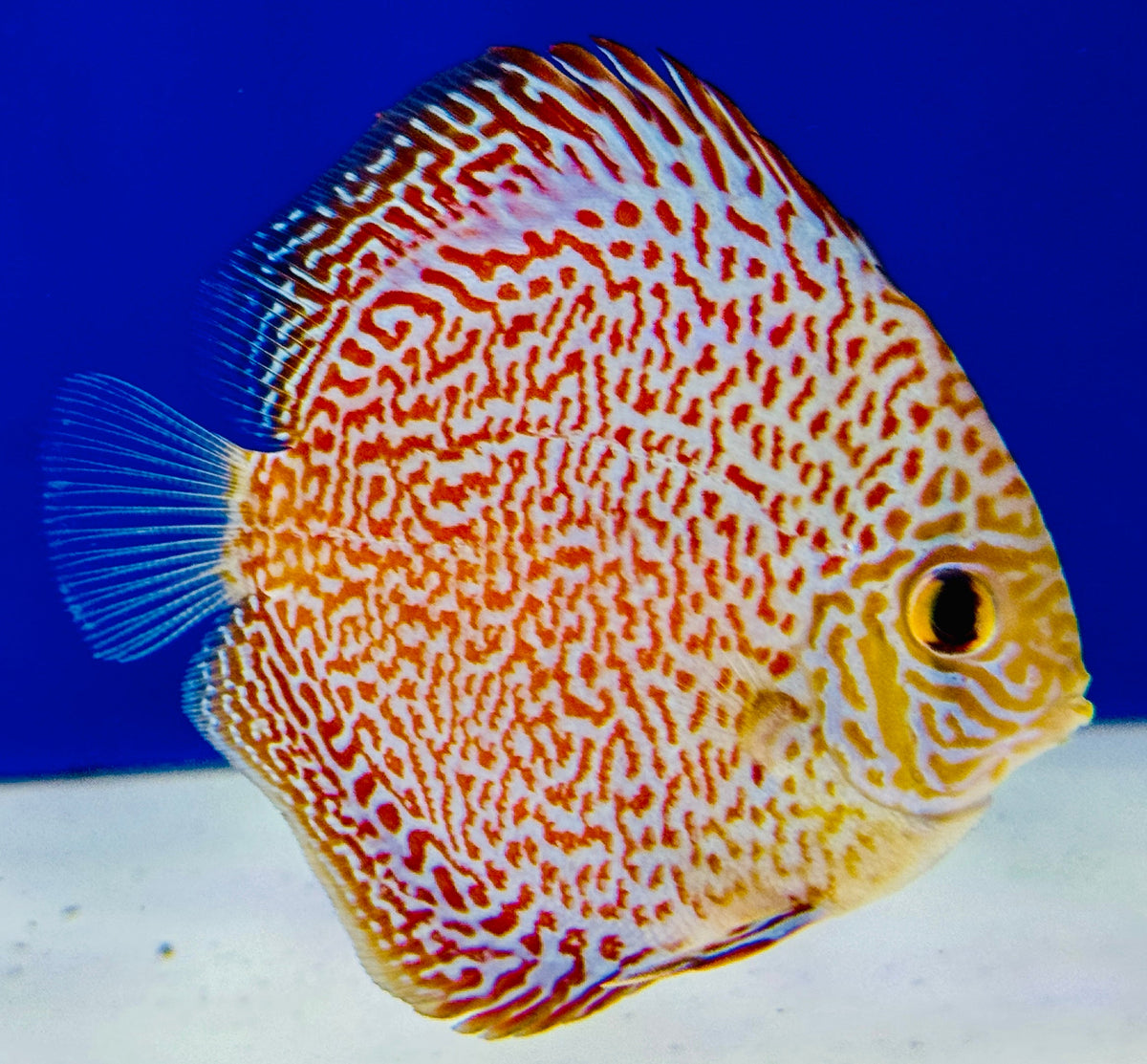 Viper King Discus 3-3.5"