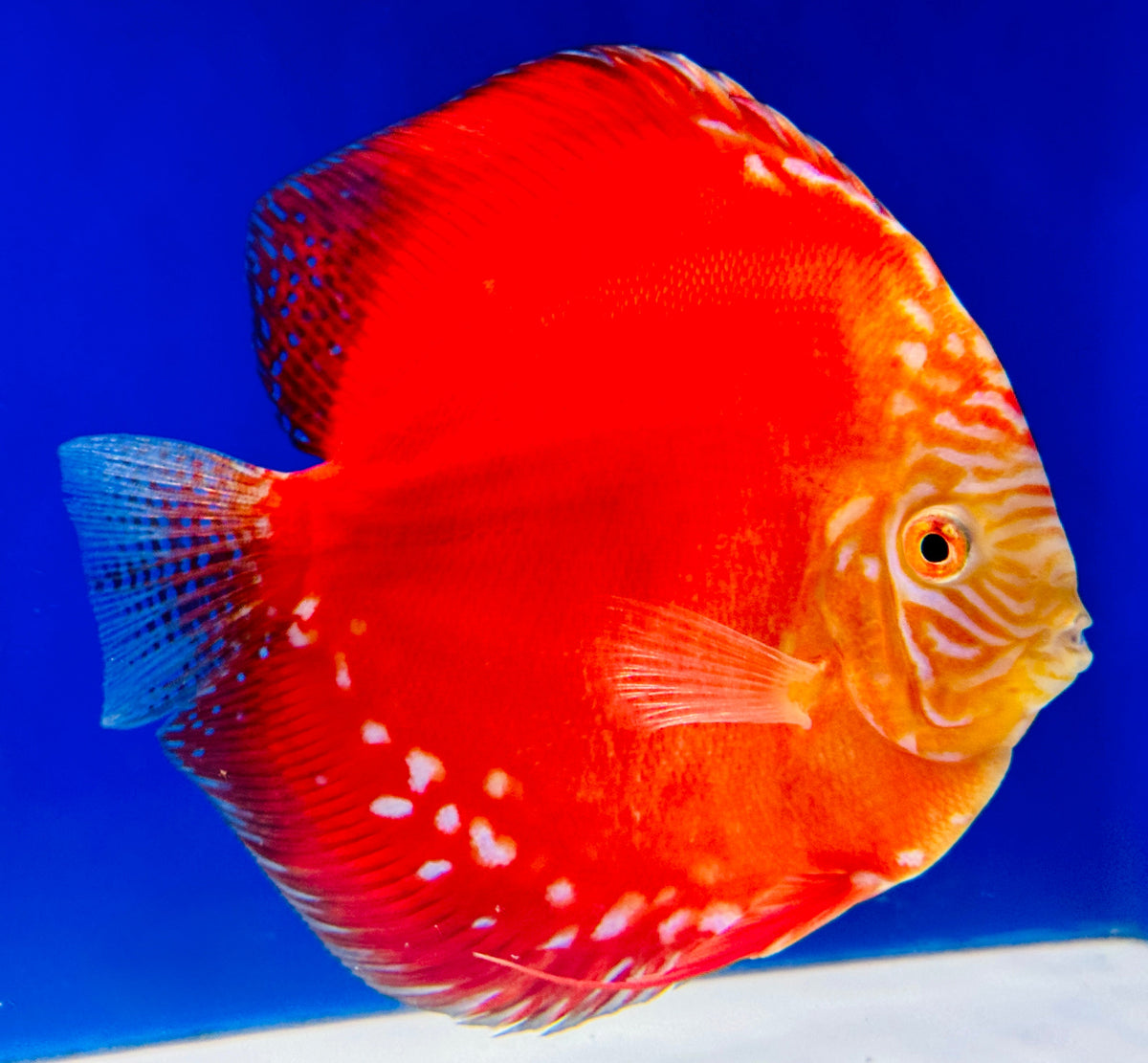 Moonstone Discus Premium Jumbo 6.5-7"