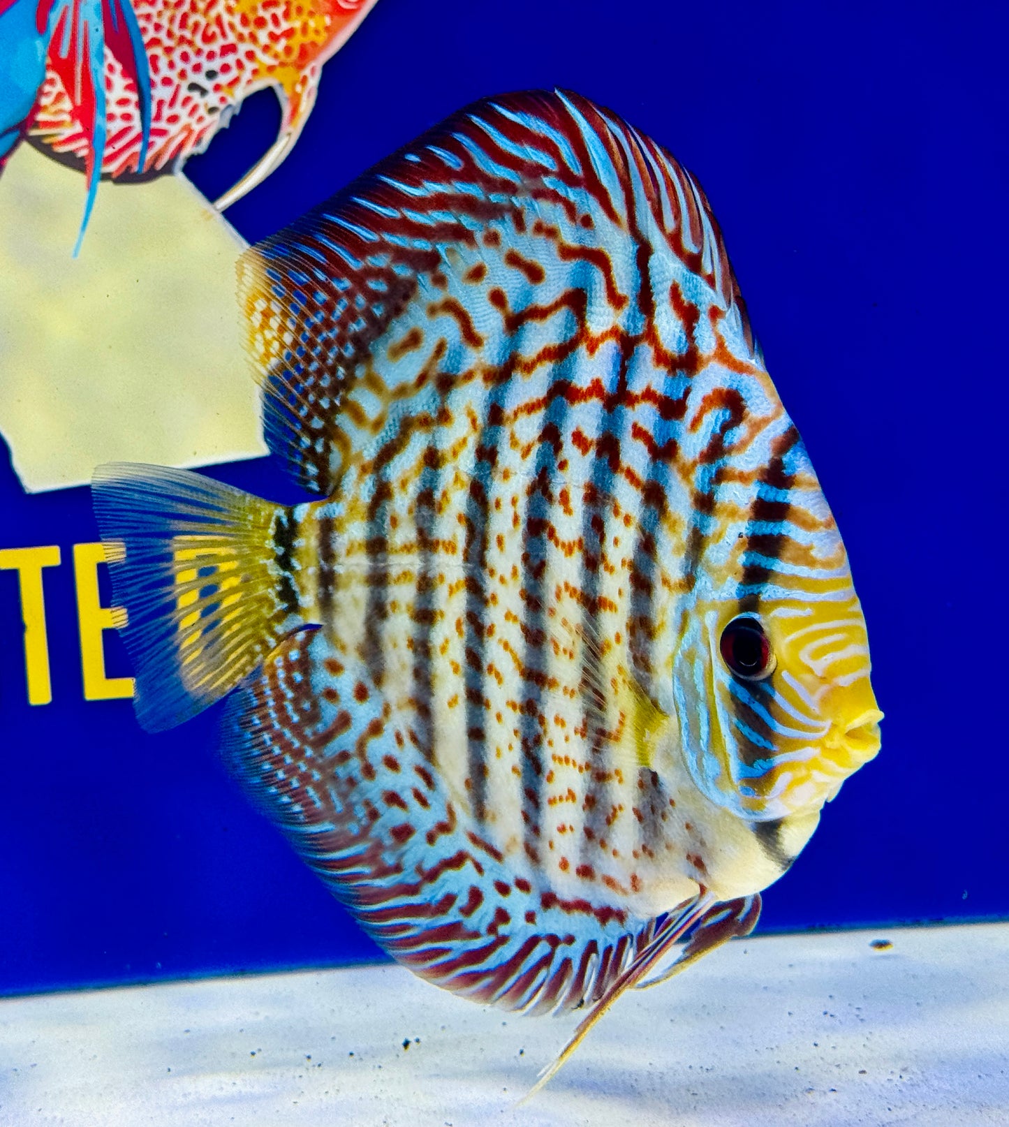 Red Spotted Kl Discus premium 6-6.5”  (WYSIWYG)