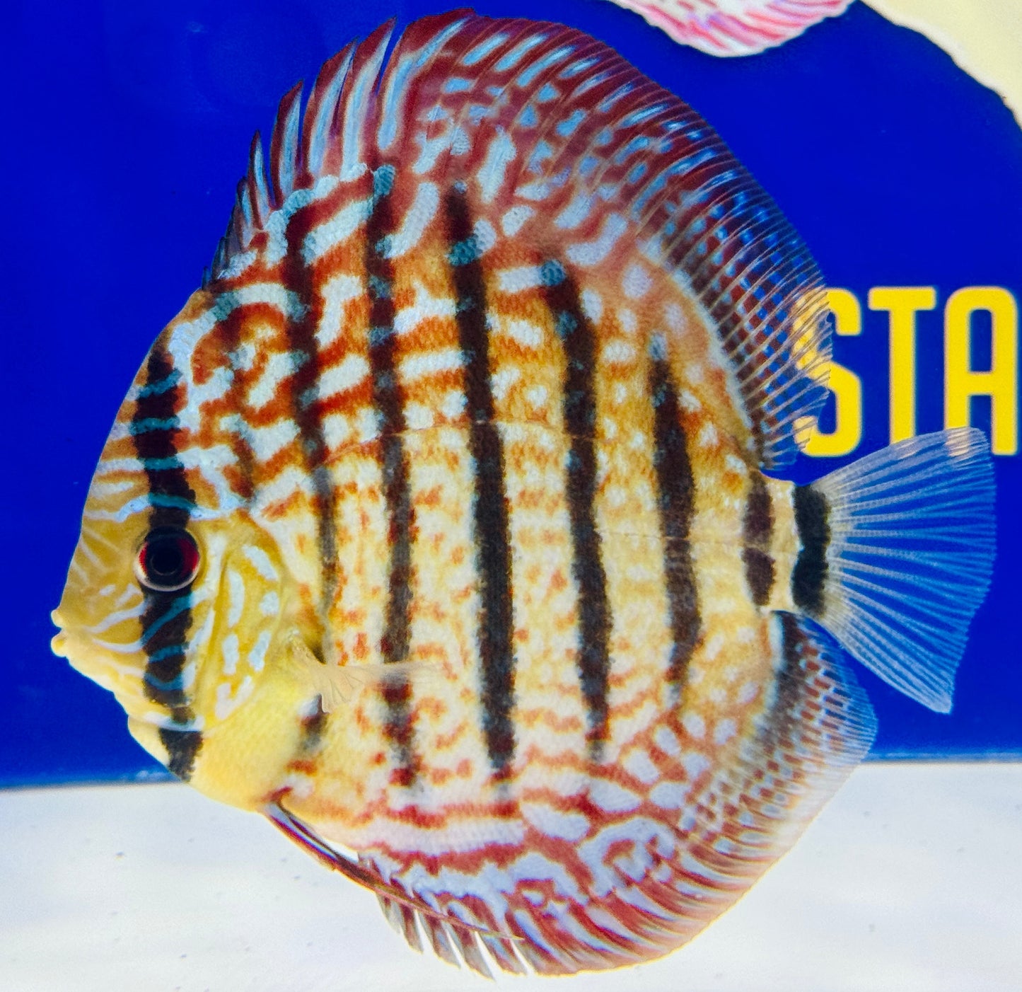 Royal Turquoise Heckel Cross Discus 5-5.5"