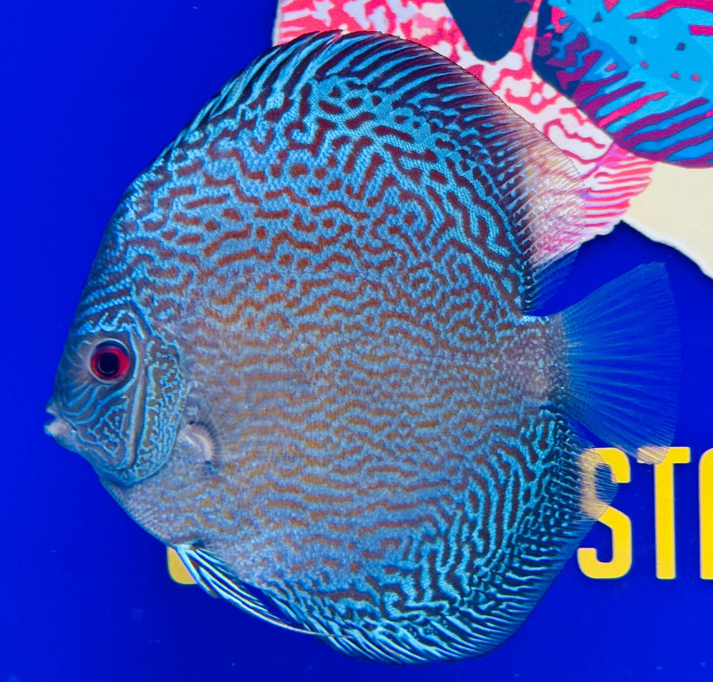 Blue Snakeskin Discus 5-5.5"