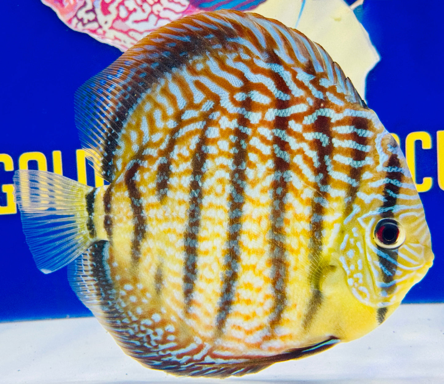 Maze Spotted KL Jumbo Premium Discus 6.5-7"