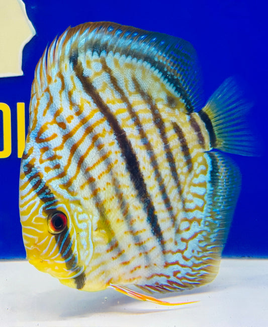 Blue Turquoise Heckel Cross Premium Discus 6-6.5"