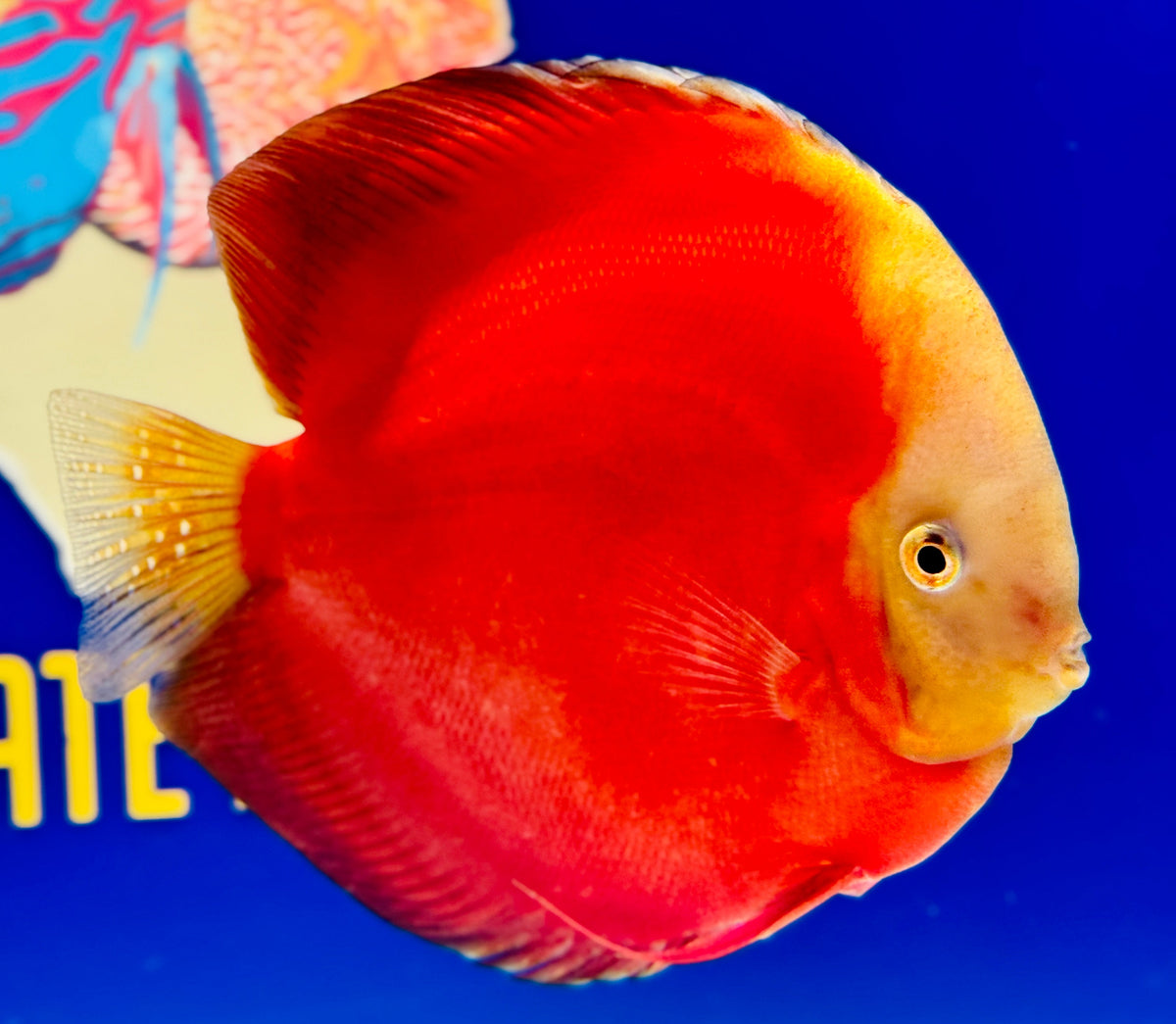 Red White Jumbo Premium Discus 6.5-7"