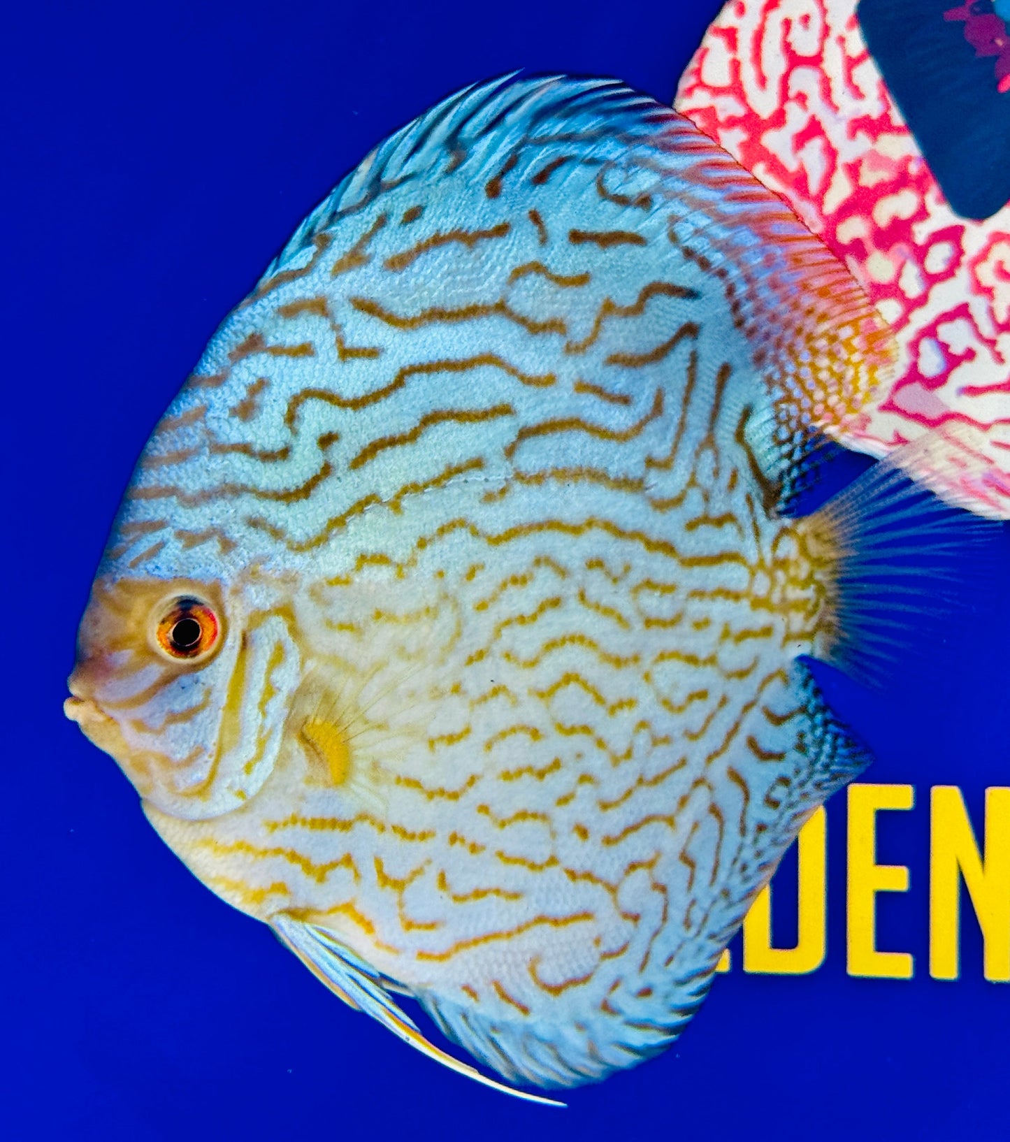 Giant Floral Premium Discus 6-6.5” (WYSIWYG)