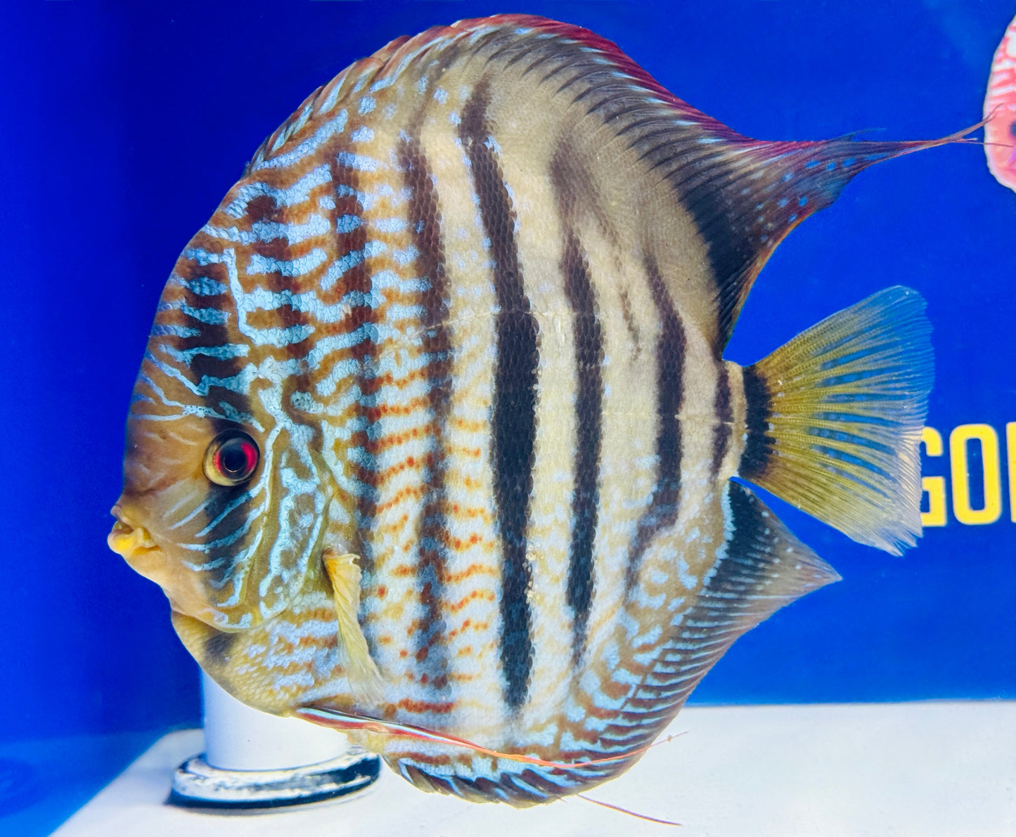 Royal Blue Heckel Cross KL Extra Jumbo Premium Discus 7-8"
