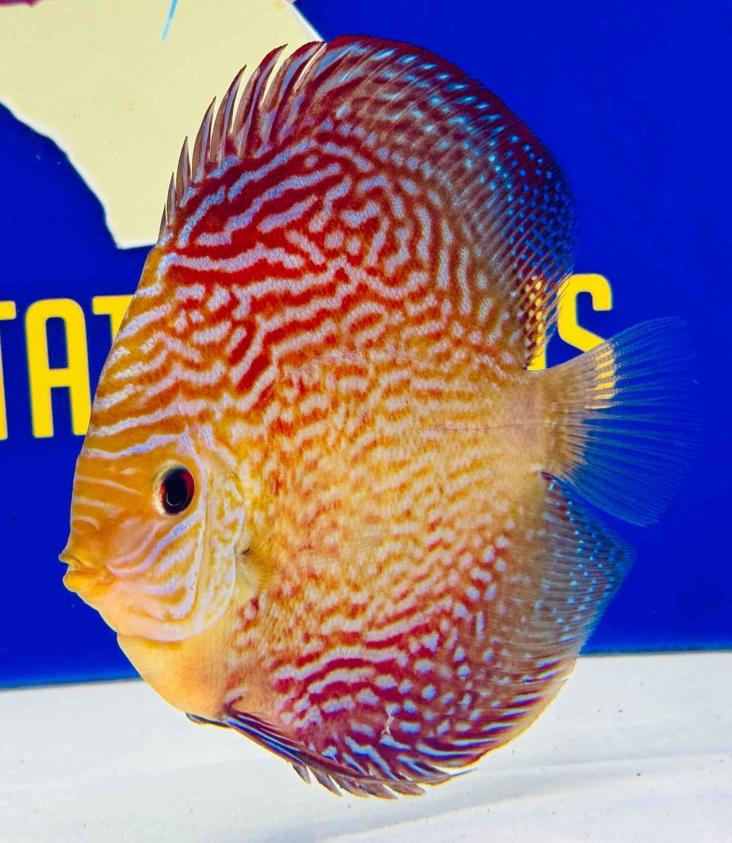 Altum Carnation Discus 5-5.5"