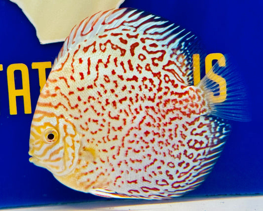 Albino Leopard Discus 5-5.5"