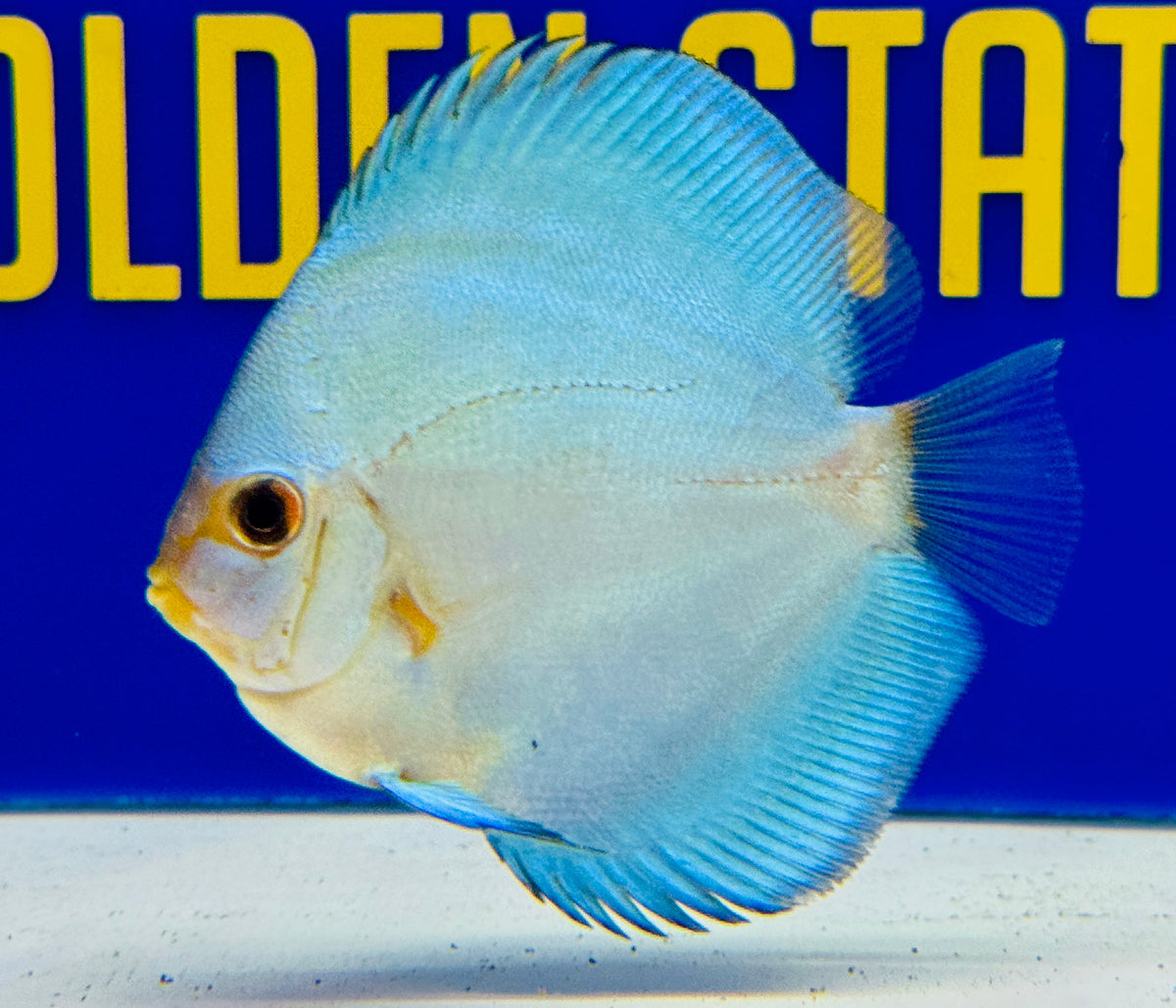 Blue Diamond Discus 3-3.5"