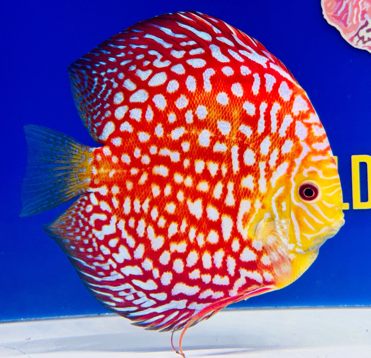 Pigeon Checkerboard Jumbo Premium Discus 6.5-7.5” (WYSIWYG)