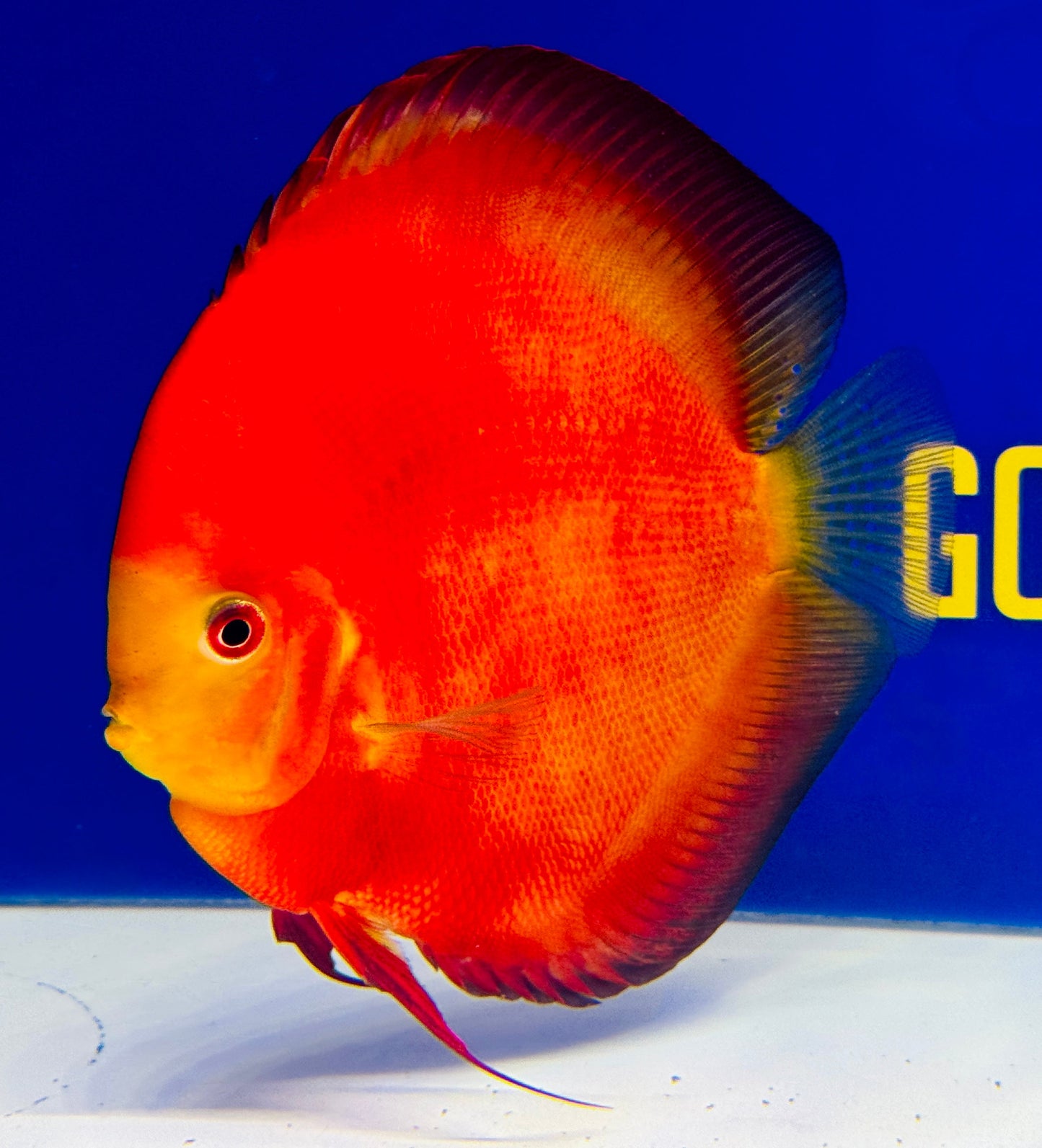 Melon Premium Discus 6-6.5” (WYSIWYG)