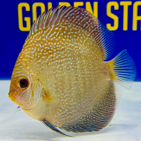 Red Scarlet Snakeskin Discus 4-4.5"