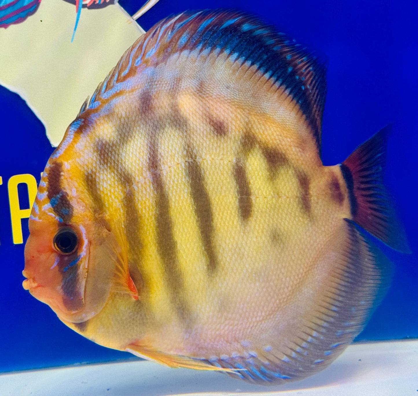 Red Cuipeua Cover Jumbo Premium Kl Discus 6.5-7"