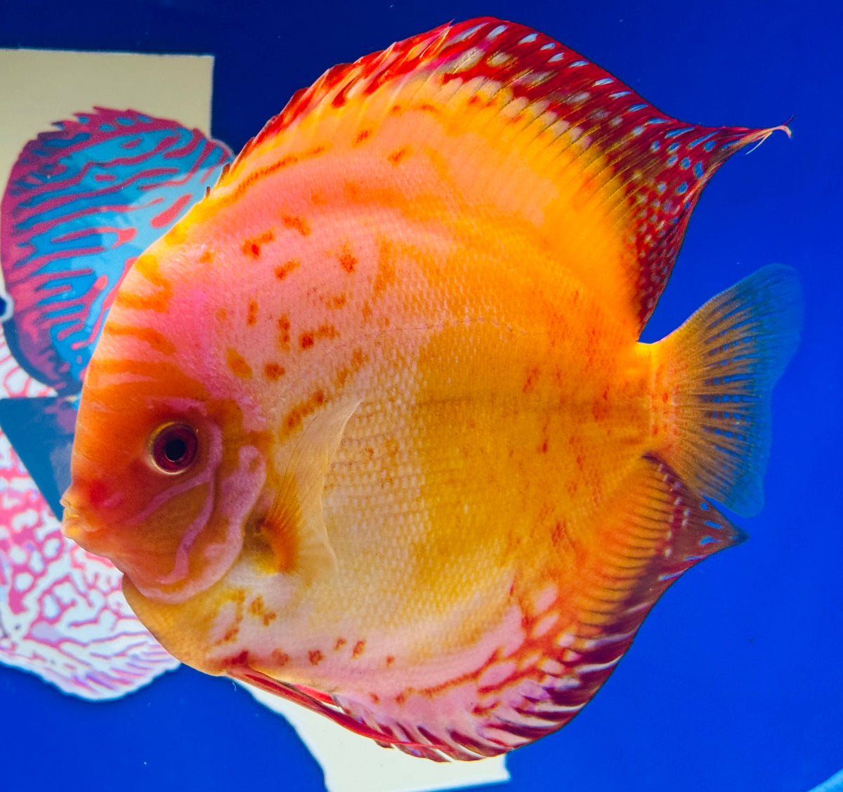 Golden Red Crystal Jumbo Premium Discus 6.5-7"