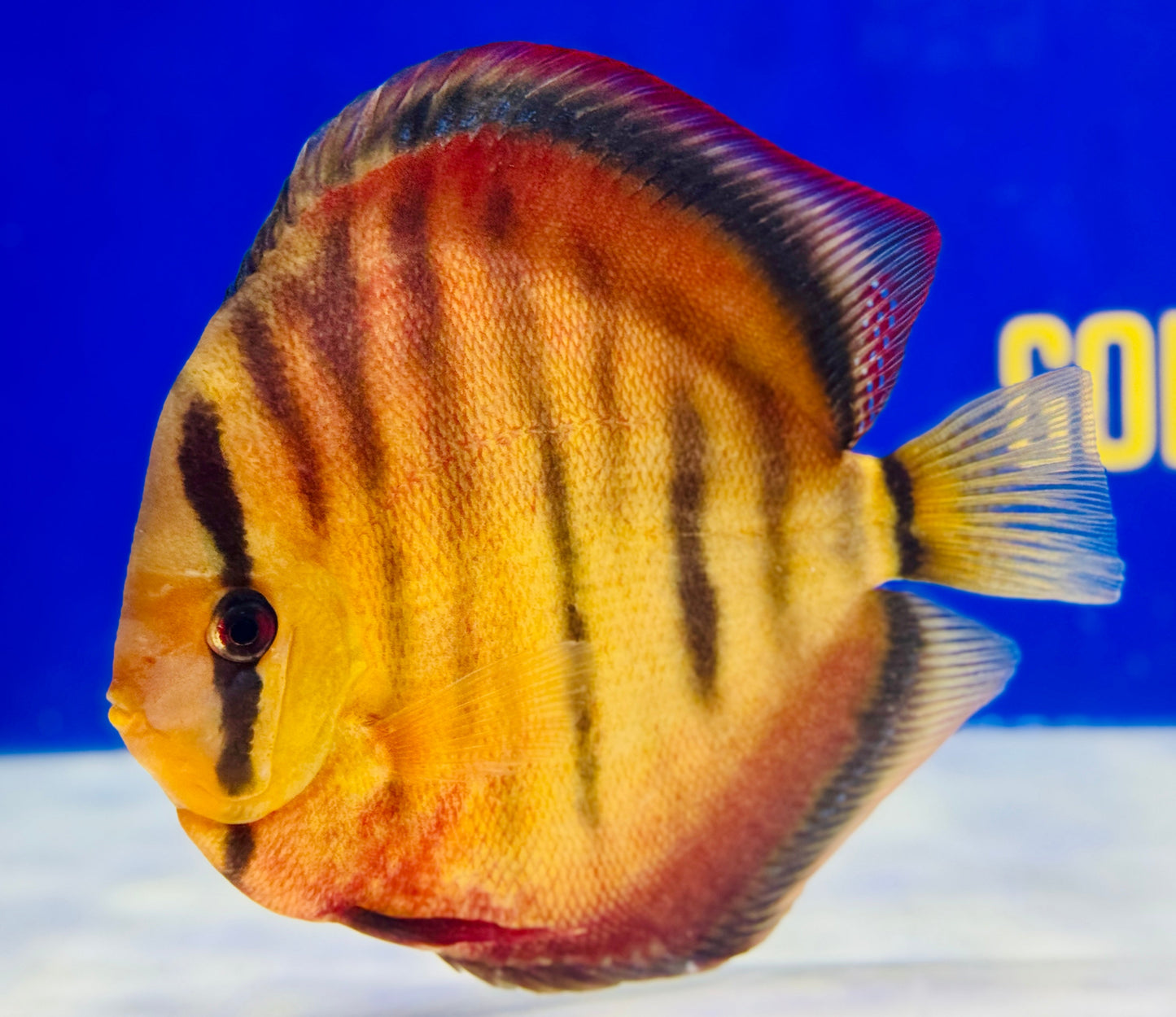 Sun Merah Extra Jumbo Premium 7-8"