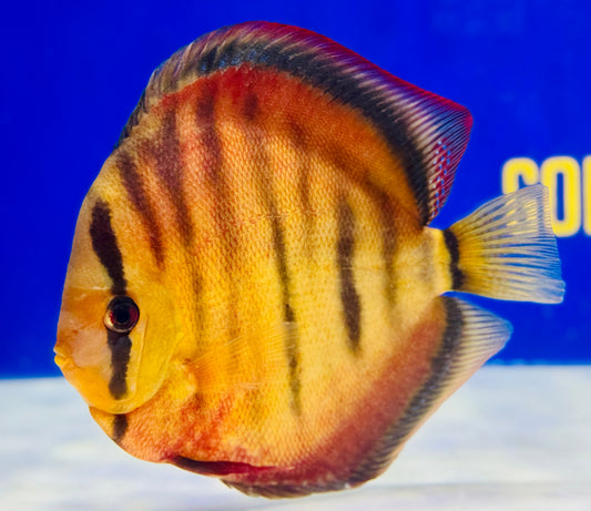 Sun Merah Extra Jumbo Premium 7-8"