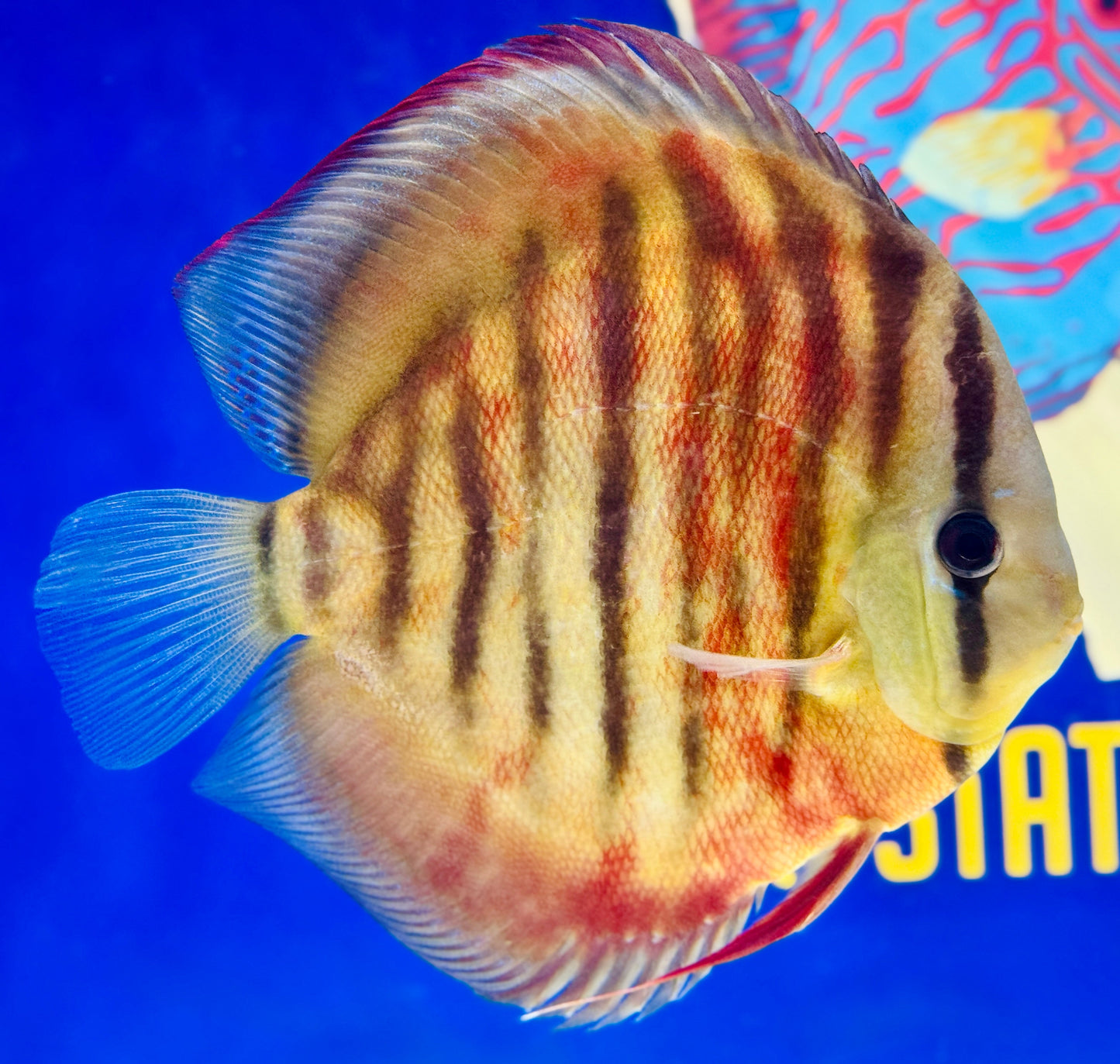 Sun Merah Extra Jumbo Premium 7-8"