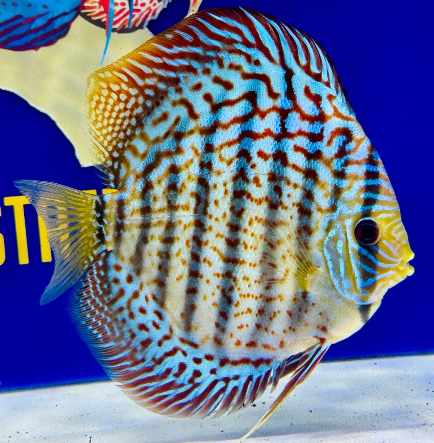 Red Spotted Kl Discus premium 6-6.5”  (WYSIWYG)