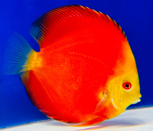 Melon Discus 5-5.5"