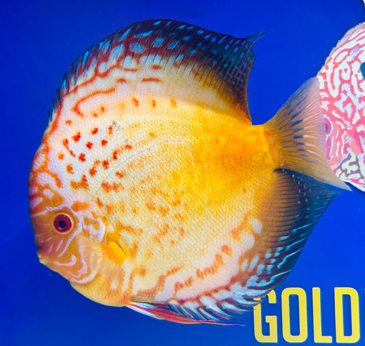 Golden Red Crystal Jumbo Premium Discus 6.5-7"