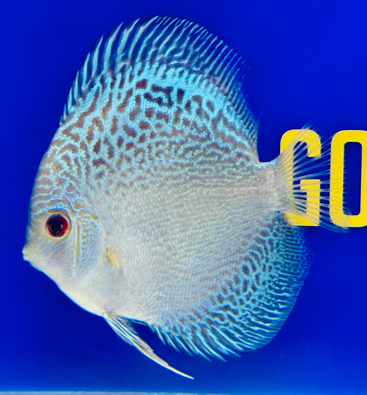 Blue Snakeskin Discus 4-4.5"