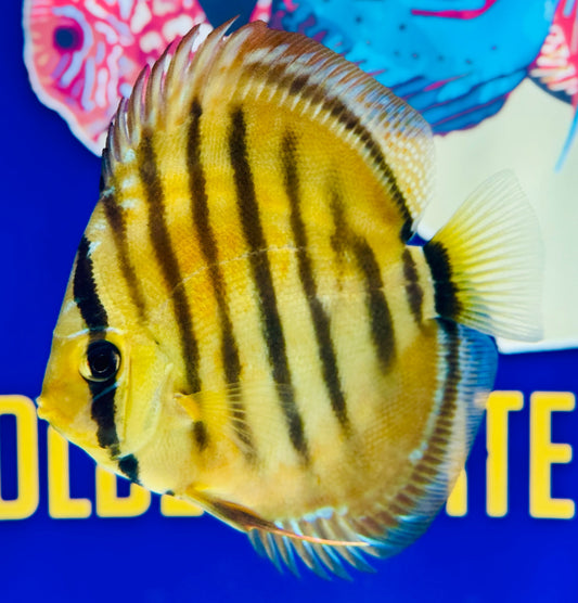Paraconi Heckel Cross KL Discus 4.5-5"