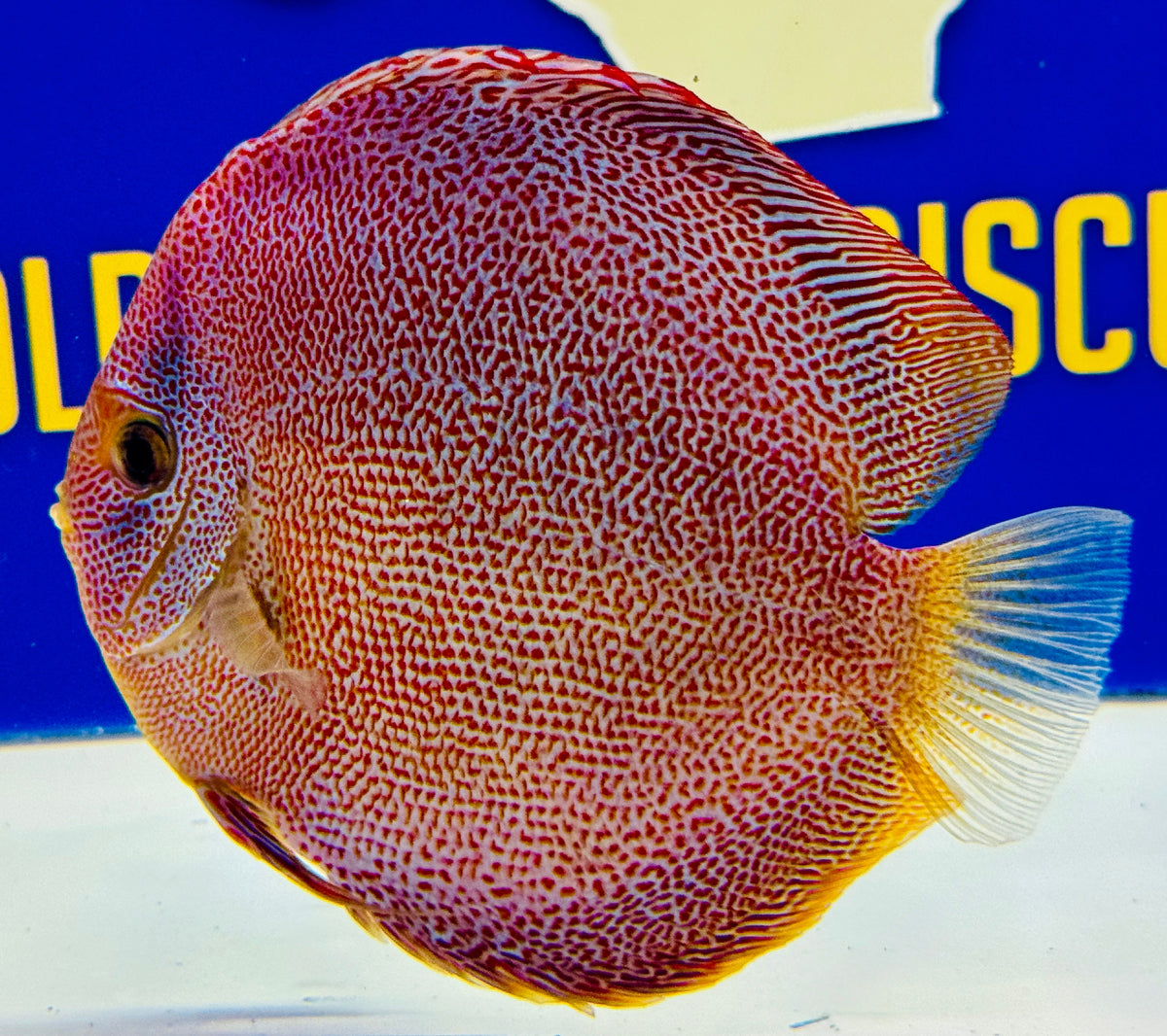Panthera Premium Discus 6-6.5"