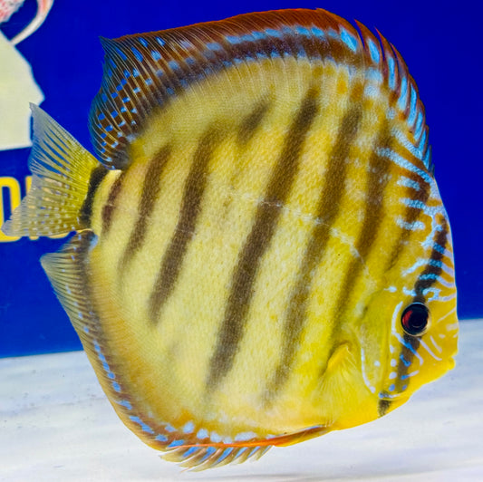 Wild Cross Yellow Paraconi Premium Discus 6.5-7.5” (WYSIWYG)