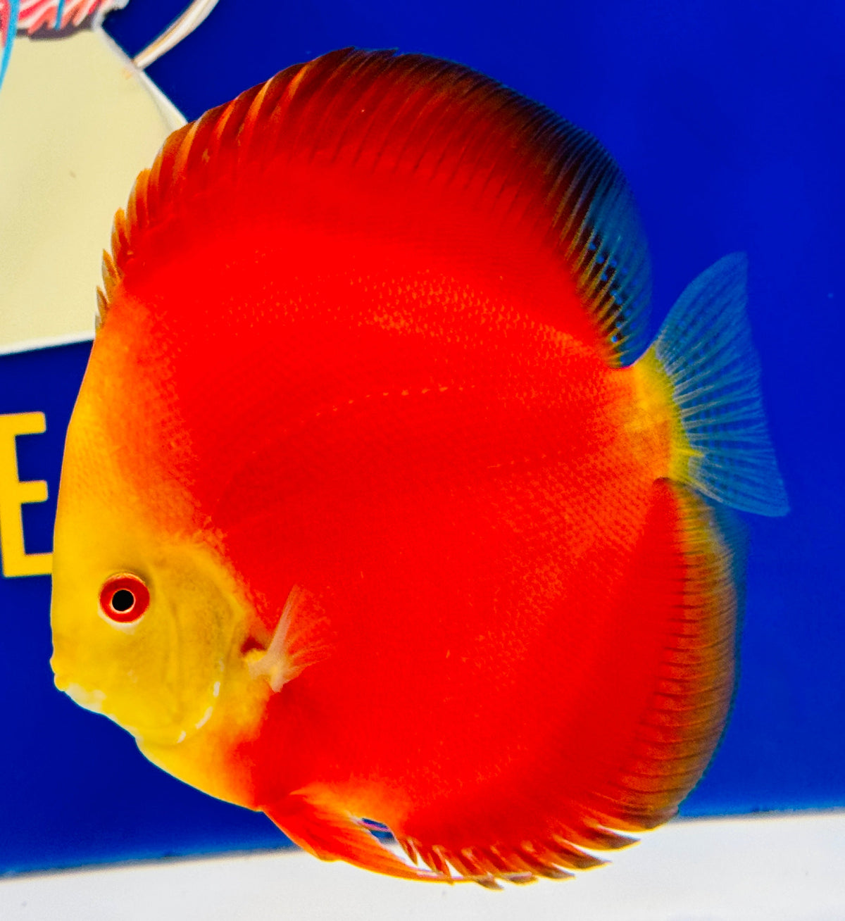 Melon Discus 5-5.5"