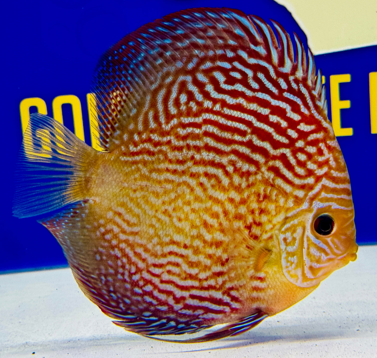 Altum Carnation Discus 5-5.5"