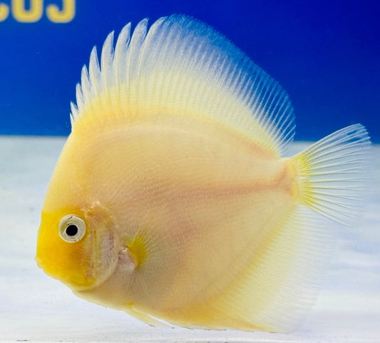 Snow White Discus 3-3.5"