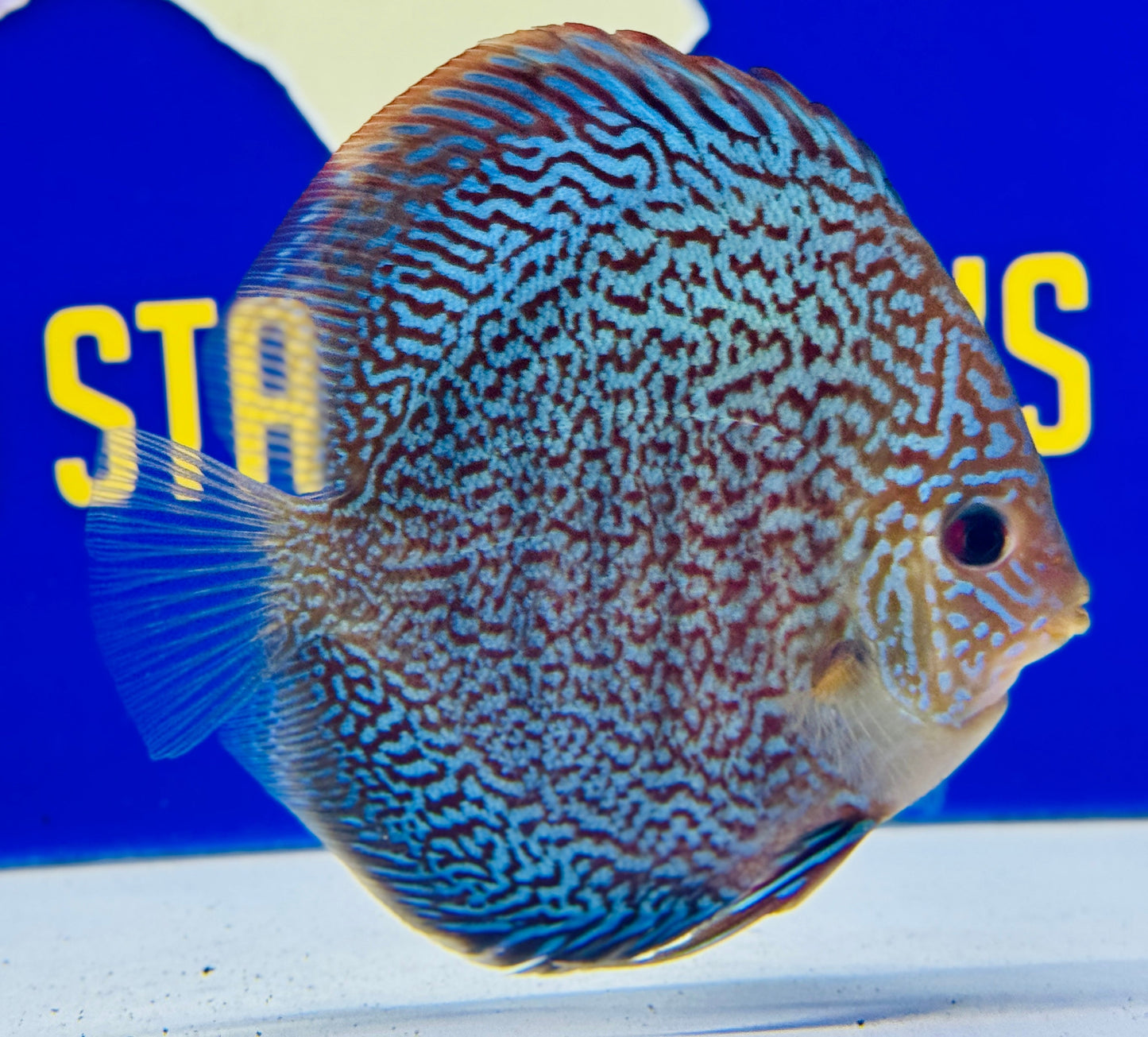 Majestic Fire Discus 5-5.5”