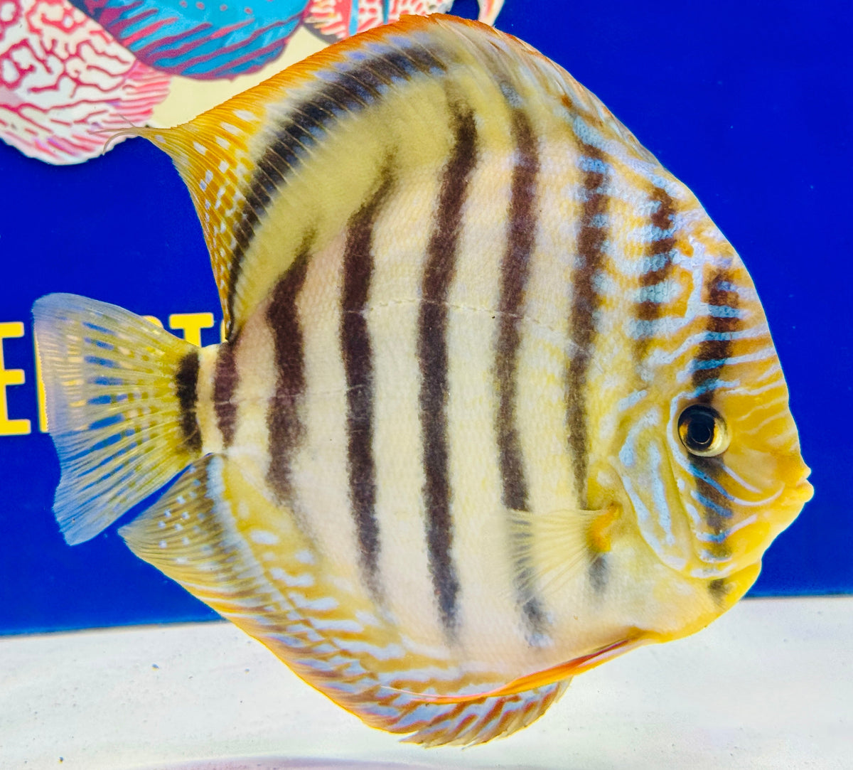Trombeta Heckel Cross KL Extra Jumbo Premium Discus 7-8"