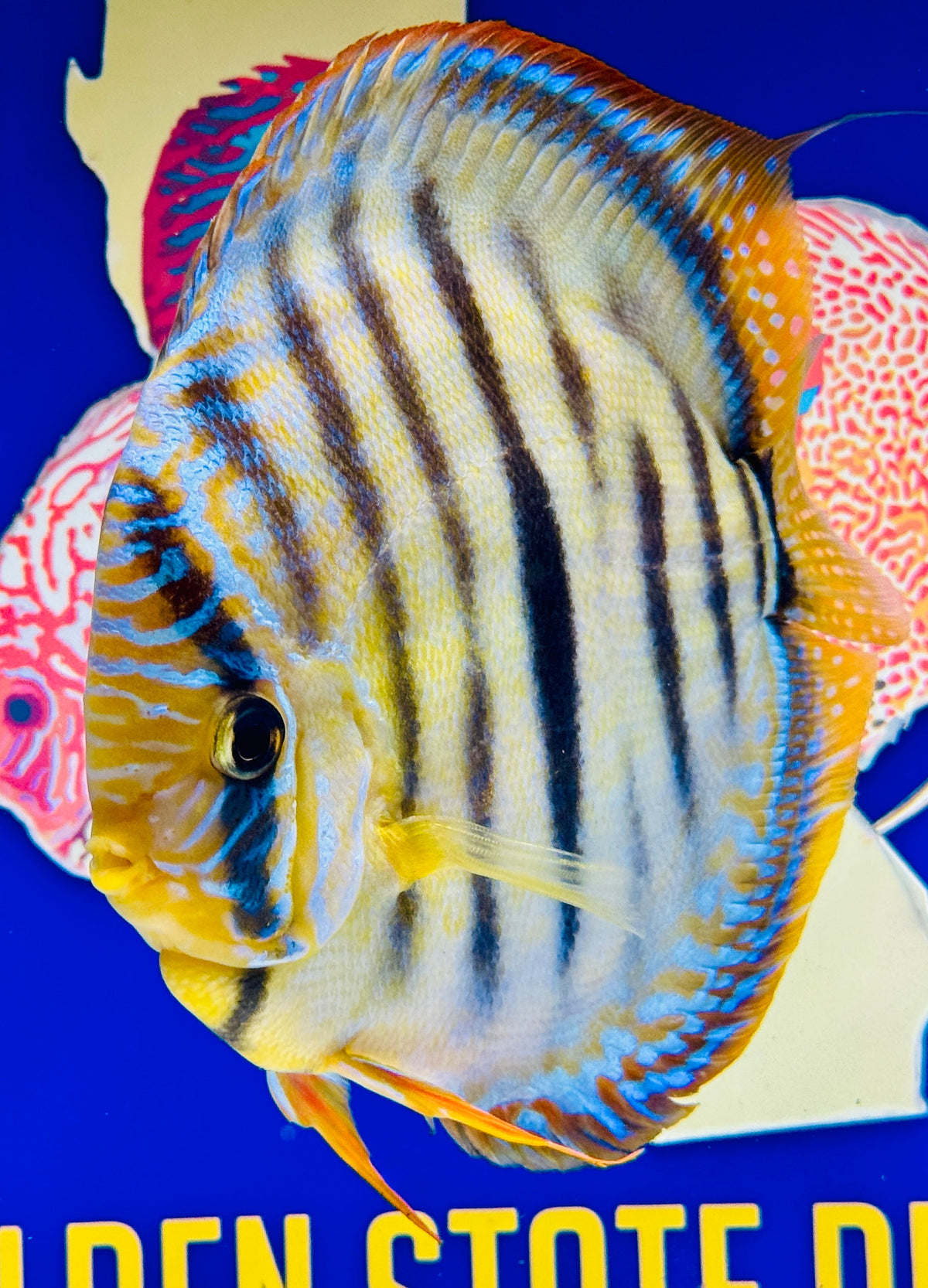 Trombeta Heckel Cross KL Extra Jumbo Premium Discus 7-8"