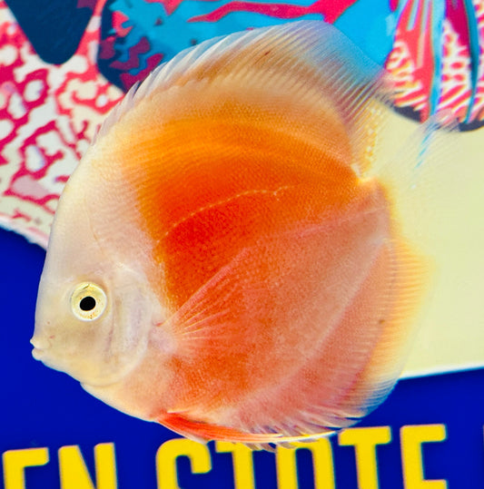 Red White Discus 4-4.5"