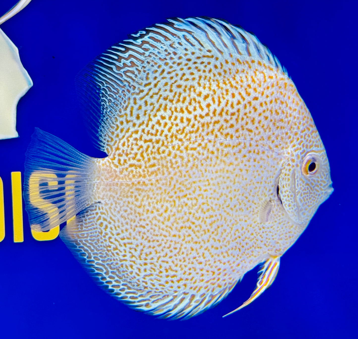Albino Panthera Discus 4.5-5"