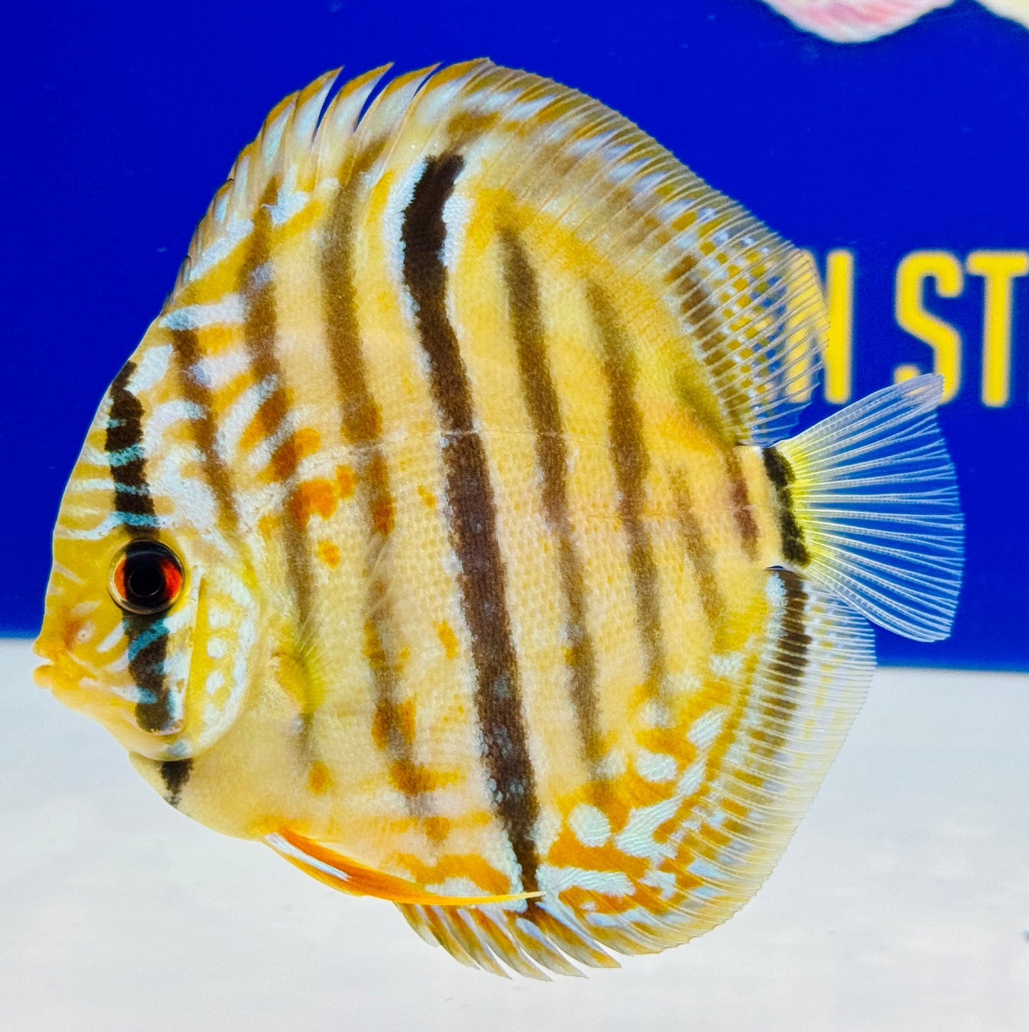 Blue Turquoise Heckel Cross Discus 4.5-5"