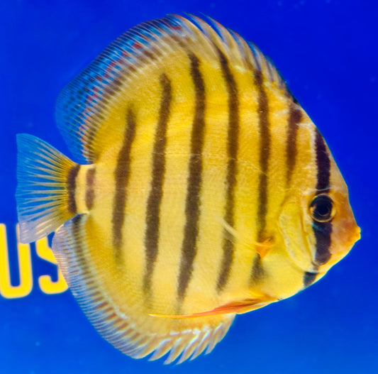 Paraconi Heckel Cross KL Discus 4.5-5"