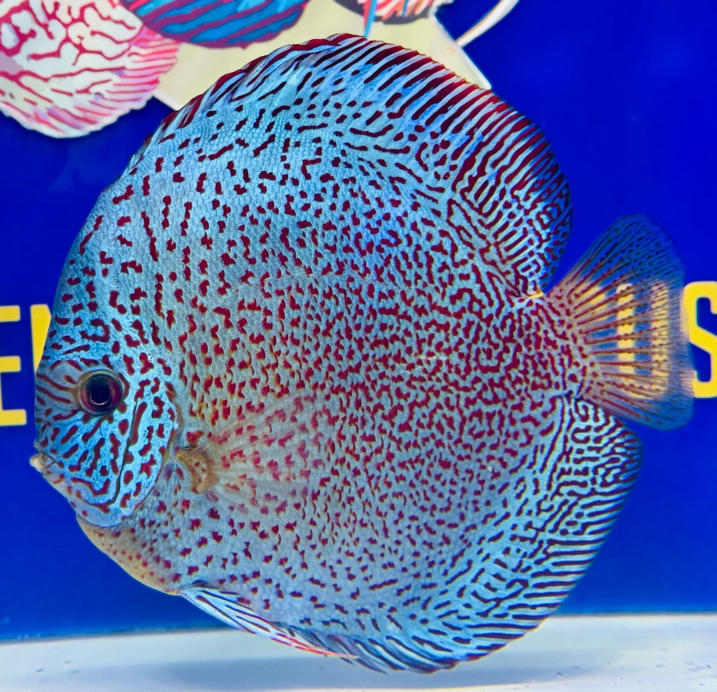 Viper King Discus Jumbo Premium 6.5-7"