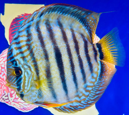 Royal Solid Blue Heckel Cross Jumbo Premium Discus 6.5-7"