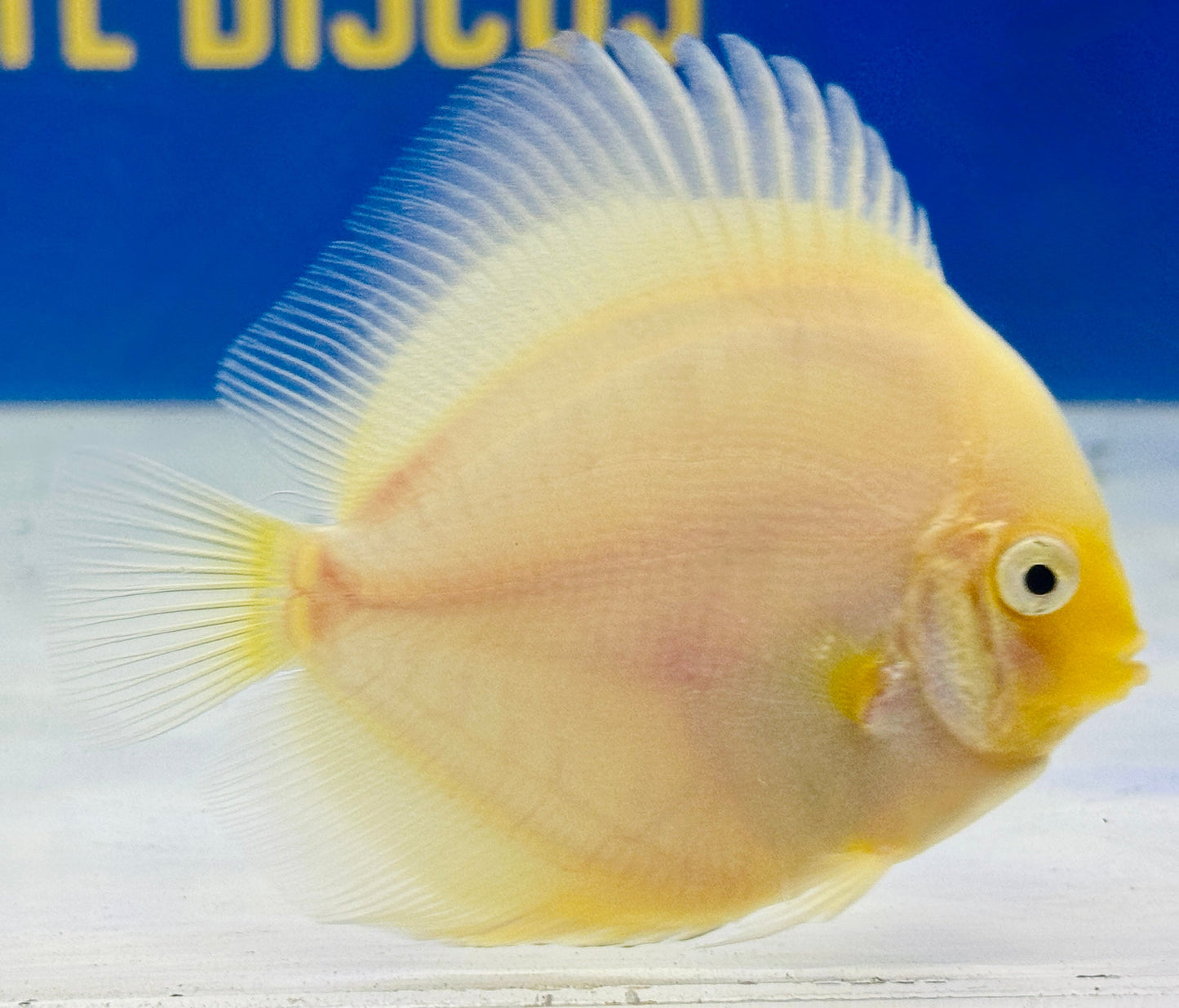 Snow White Discus 3-3.5"
