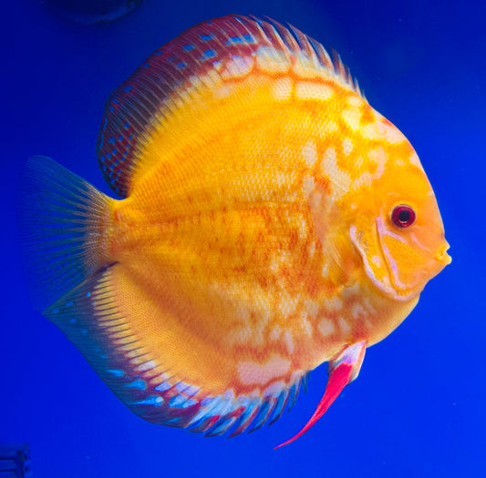 Golden Red Crystal Jumbo Premium Discus 6.5-7"