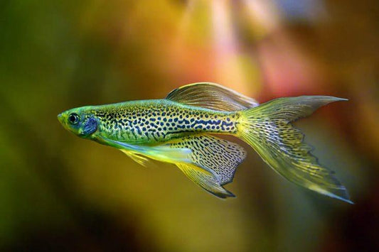 LONGFIN LEOPARD DANIO